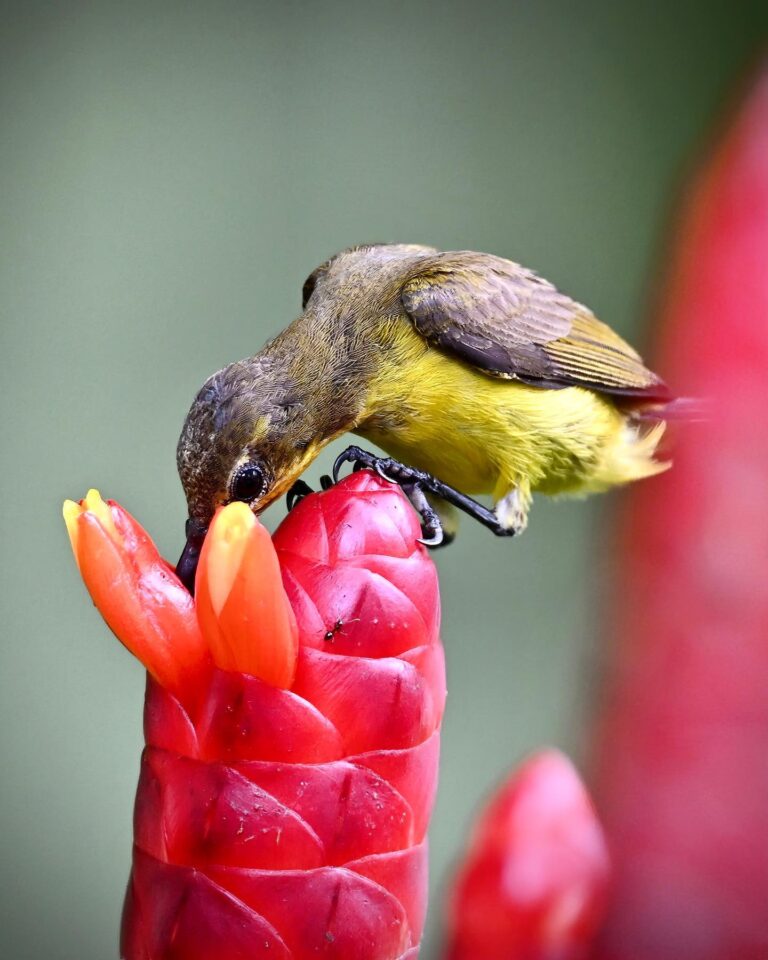Female Olive-backed Sunbird