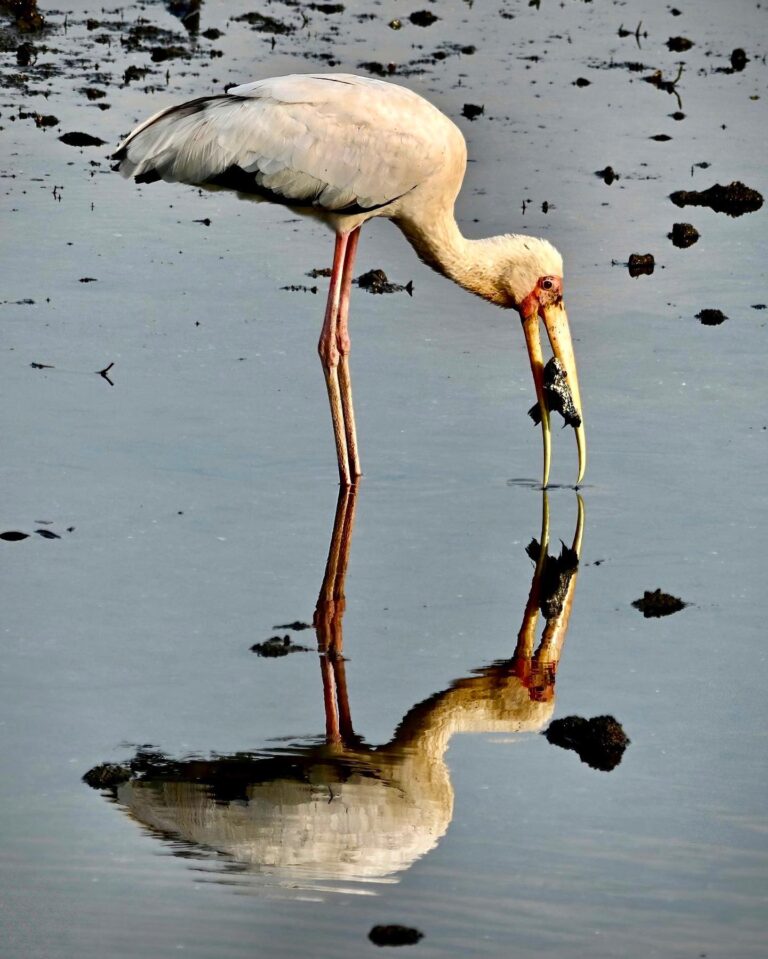 Milky Stork, probably an escapee from the Singapore Zoo
