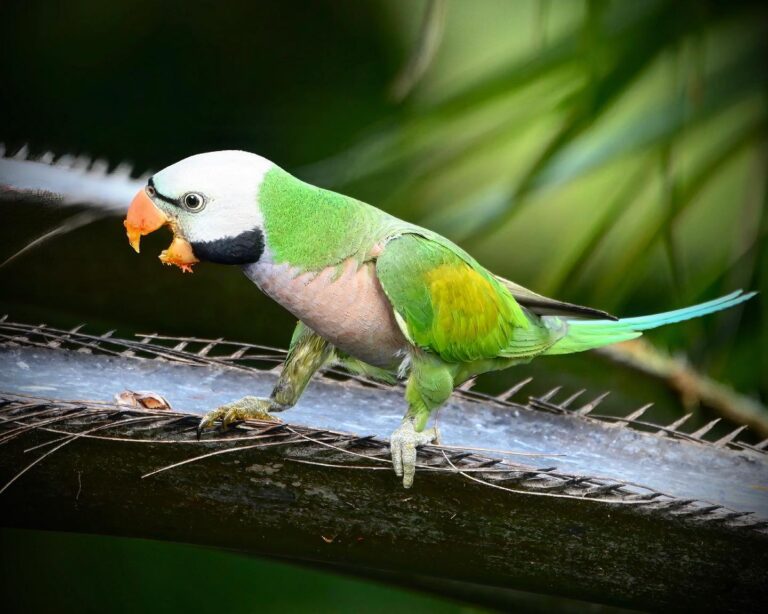 Parakeets, image 1