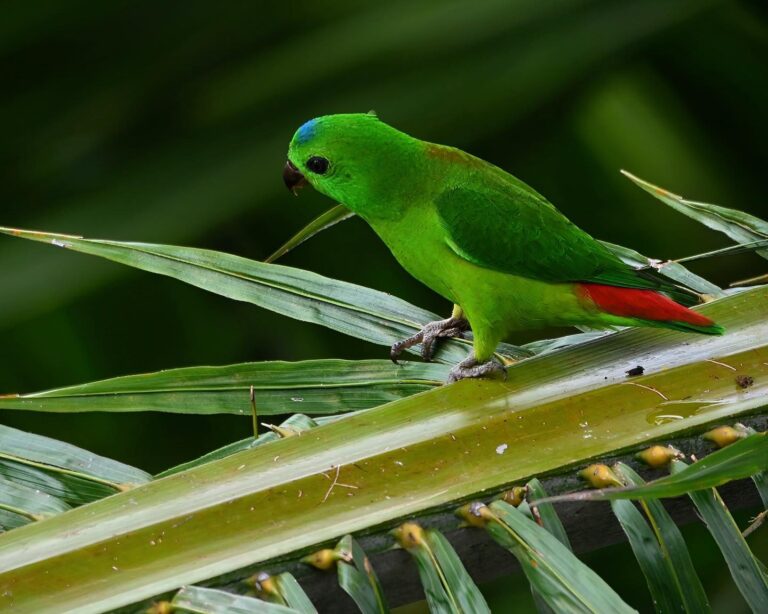 My best friends: the multicolored Blue-Crowned Hanging Parrots, so cute, so bright, so fast