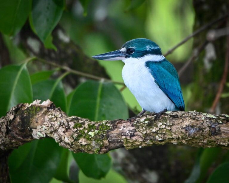 Blue Collared Kingfisher