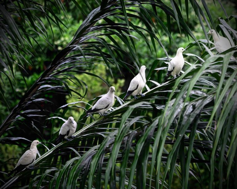 Skewer of Imperial pied pigeons