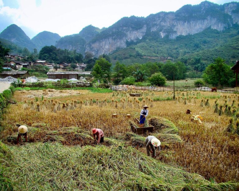 September harvest in Bamei. The village of Bamei, in Yunnan, not far from the border with Vietnam, is…