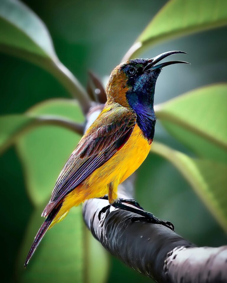 Male Olive-backed Sunbird
