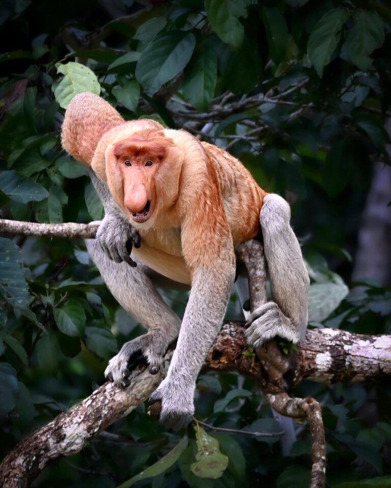 Alpha Male Proboscis Monkey from the Kinabatangan river rainforest, Sabah, North Borneo