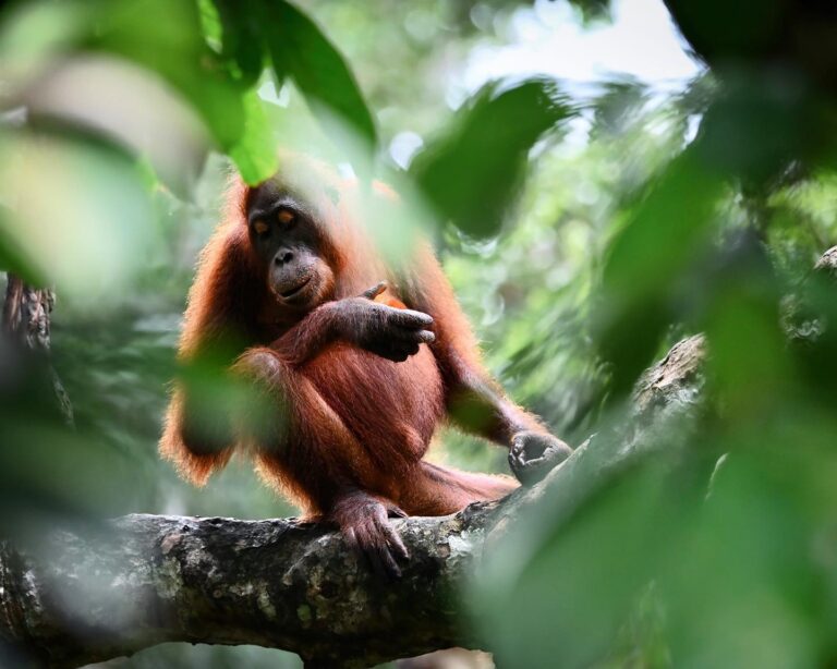 Shy Orangutan from Sabah, North Borneo