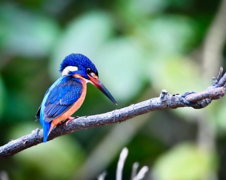 Blue-eared Kingfisher