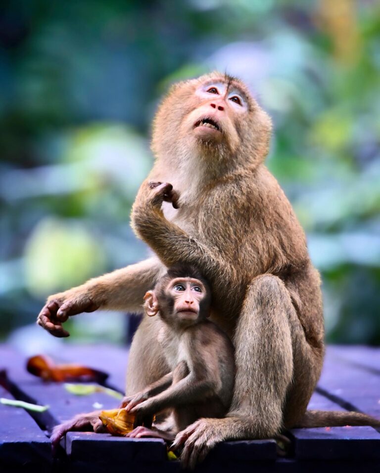 Mommy and Baby pig-tailed Macaques, from the Kinabatangan river rainforest, Sabah, North Borneo