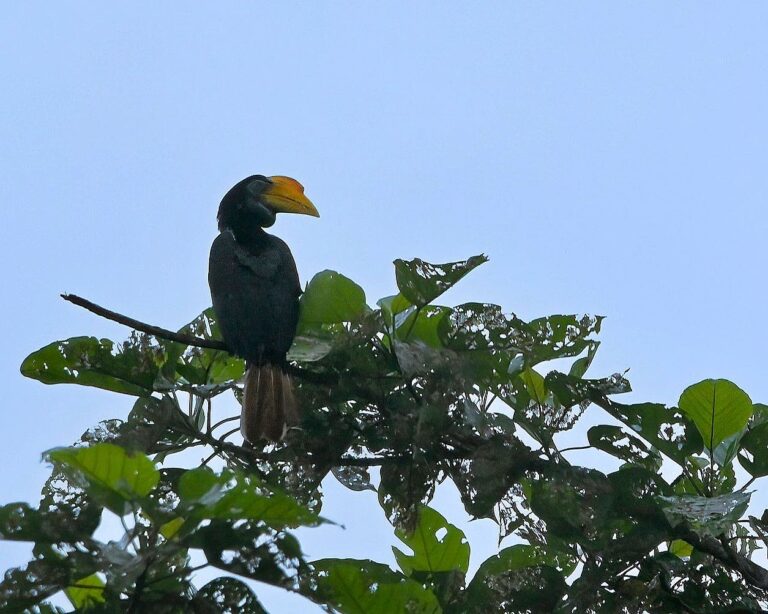 Female wrinkled Hornbill from very far away…