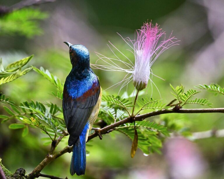Brown-Throated Sunbird