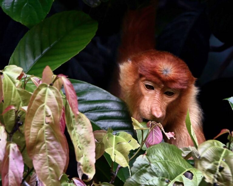 Female Proboscis Monkey from the Kinabatangan river rainforest, Sabah, North Borneo