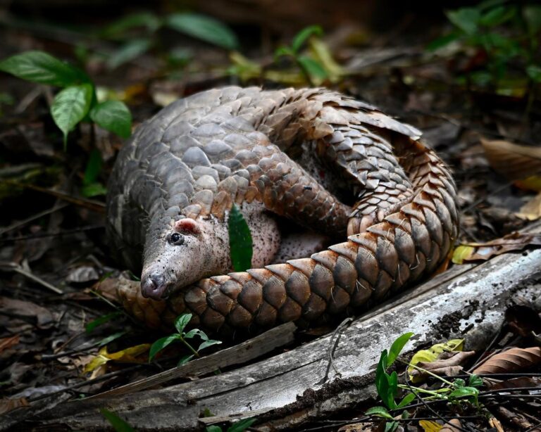 The now famous Sunda Pangolin from Sabah, North Borneo, in defensive mode, image 1