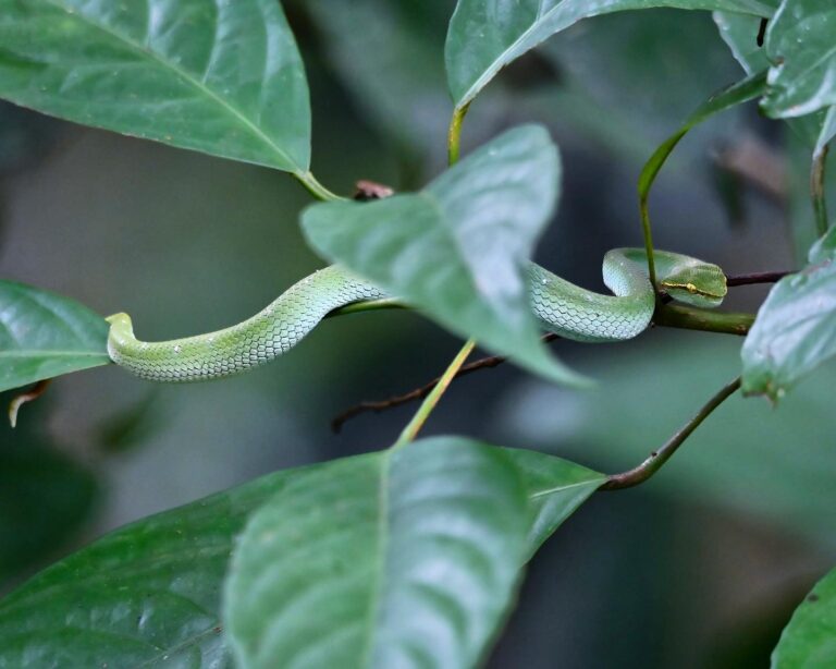 Juvenile Bornean Keeled Pit Viper