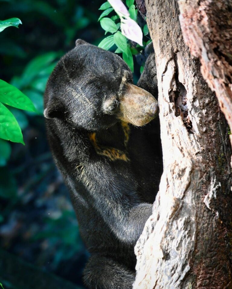 The very small sun bear from Borneo