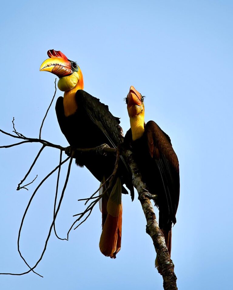 Proud wrinkled Hornbill and his son, from very far away…, image 1