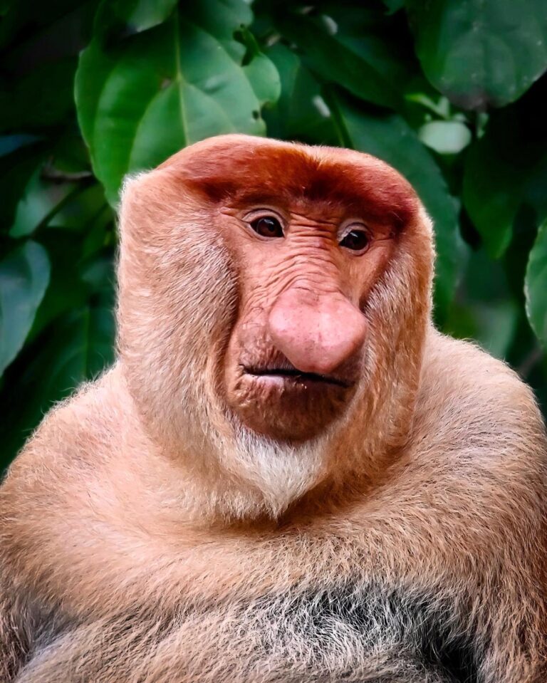 Melancholic Proboscis Monkey from the Kinabatangan river rainforest, Sabah, North Borneo
