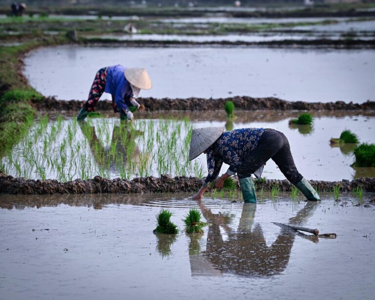 Hardworking women, sunset over the rice fields, somewhere between Hanoi and Sa Pa…