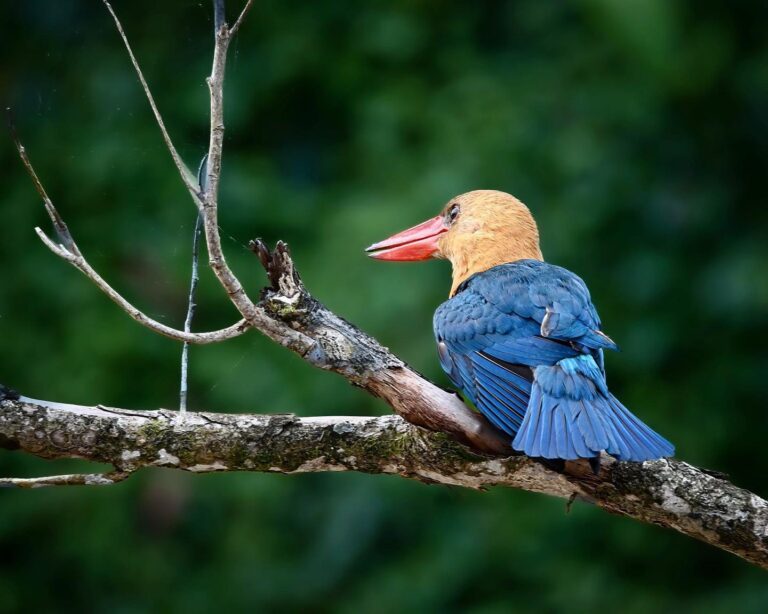 Stork-billed Kingfisher