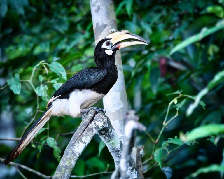Oriental Pied Hornbill - still one of my favourites!