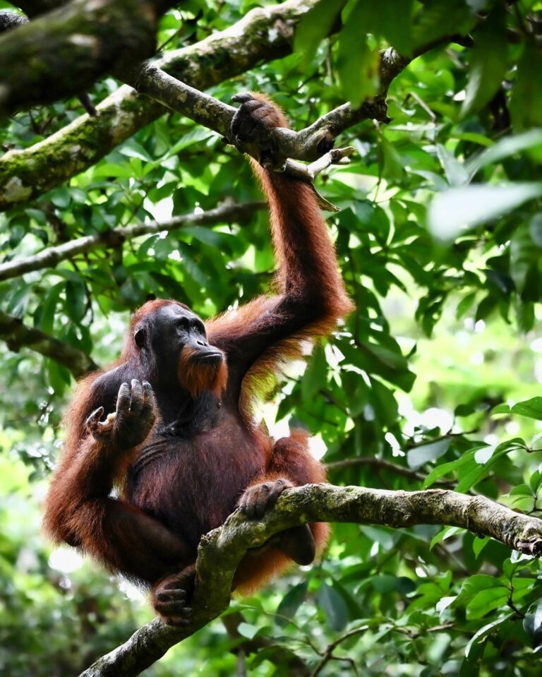 Orangutan from Sabah, North Borneo