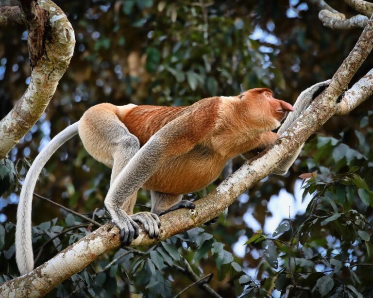 Alpha Male Proboscis Monkey from the Kinabatangan river rainforest, Sabah, North Borneo