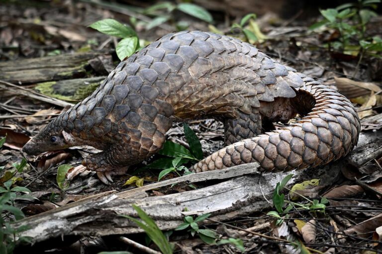 The same Sunda Pangolin from Sabah, North Borneo, after it understood I was not a threat…, image 1