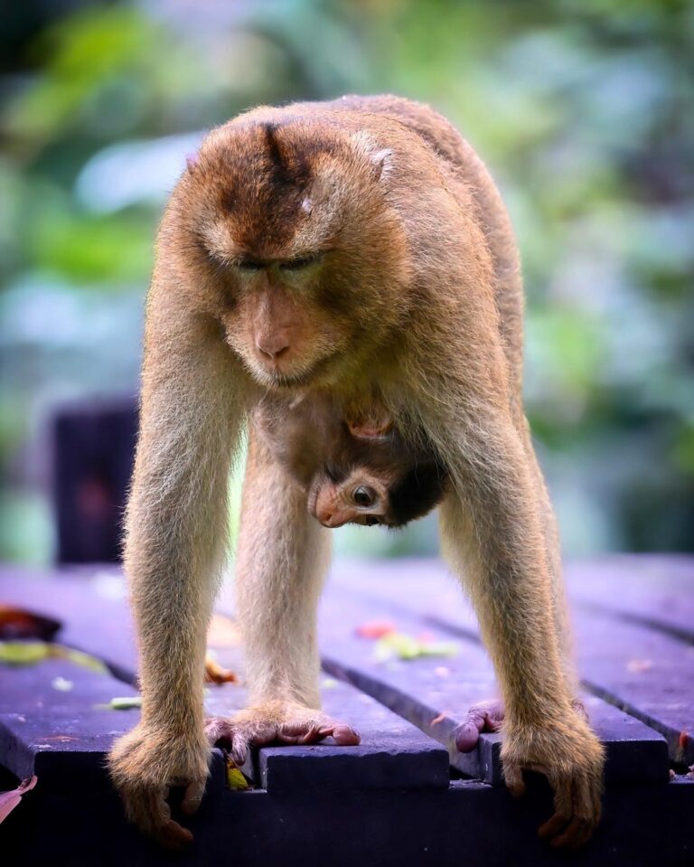 Mommy and Baby pig-tailed Macaques, from the Kinabatangan river rainforest, Sabah, North Borneo