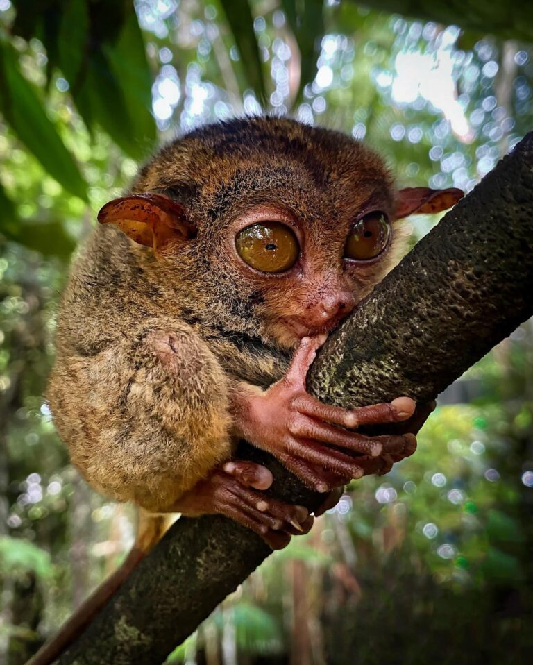 Introducing the Tarsier, mastering the art of ‘aww’ with just one look