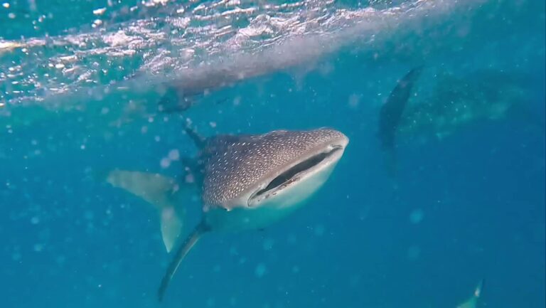 🇵🇭 whale sharks