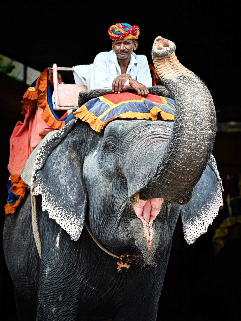 Elephant and mahout from Jaipur, Rajasthan