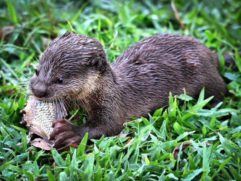 Wild baby otter in Singapore. Isn’t she cute?